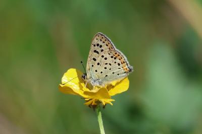 <i>Lycaena tityrus</i>