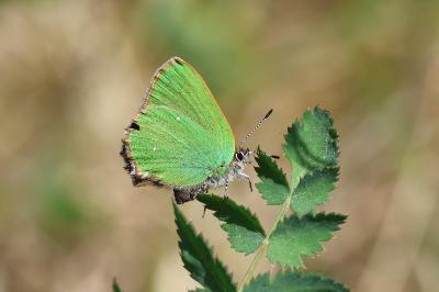 <i>Callophrys rubi</i>