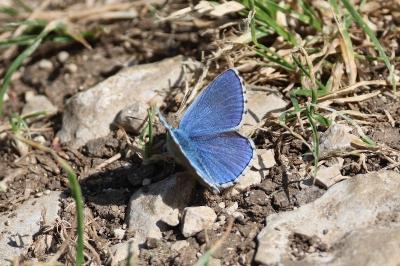 <i>Lysandra bellargus</i>