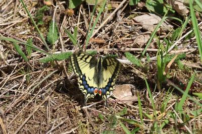 <i>Papilio machaon</i>