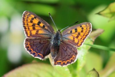Lycaena tityrus