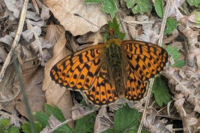 Boloria dia