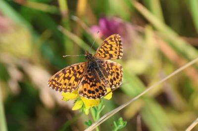 <i>Boloria dia</i>