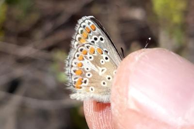 <i>Aricia agestis</i>