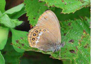 <i>Coenonympha hero</i>
