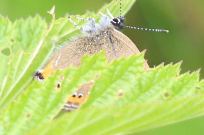 <i>Satyrium pruni</i>