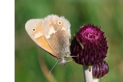 <i>Coenonympha tullia</i>