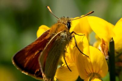 <i>Thymelicus sylvestris</i>