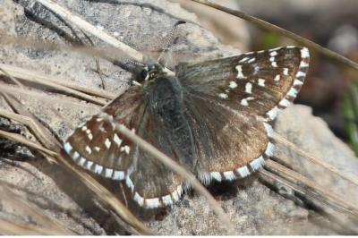<i>Pyrgus andromedae</i>