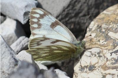 <i>Pontia callidice</i>