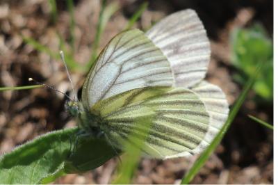 <i>Pieris bryoniae</i>