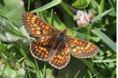 <i>Euphydryas aurinia</i>