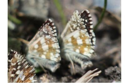 <i>Pyrgus serratulae</i>