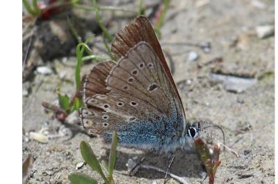 <i>Eumedonia eumedon</i>