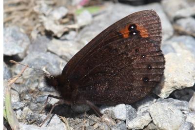<i>Erebia triarius</i>