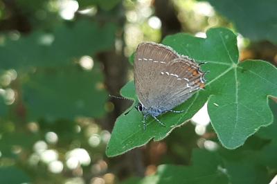 <i>Satyrium ilicis</i>
