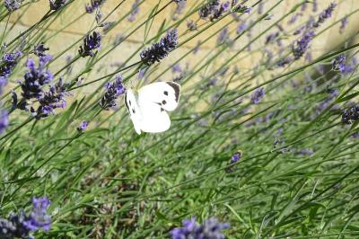 <i>Pieris brassicae</i>