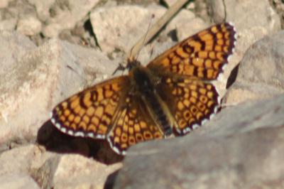 <i>Melitaea cinxia</i>
