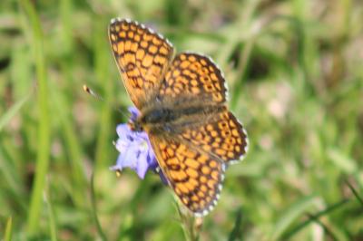 <i>Melitaea cinxia</i>