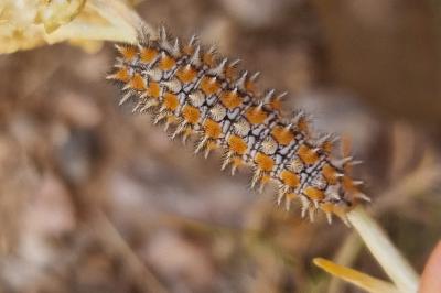 <i>Melitaea didyma</i>