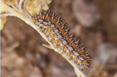 <i>Melitaea didyma</i>