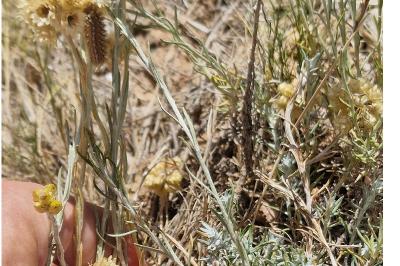 <i>Melitaea didyma</i>
