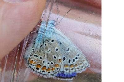 <i>Polyommatus icarus</i>