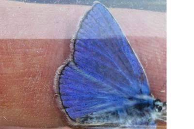 <i>Polyommatus icarus</i>