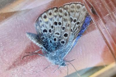 <i>Plebejus argus</i>