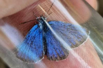 <i>Plebejus argus</i>
