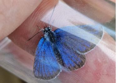 <i>Plebejus argus</i>