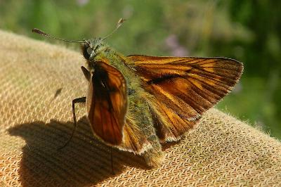 <i>Ochlodes sylvanus</i>