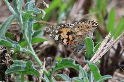 <i>Vanessa cardui</i>