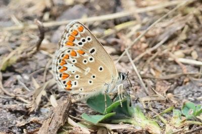 <i>Lysandra bellargus</i>