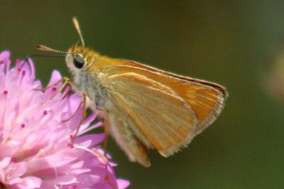 <i>Thymelicus acteon</i>