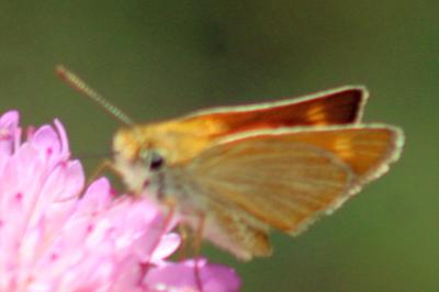<i>Thymelicus acteon</i>