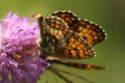 <i>Melitaea celadussa</i>