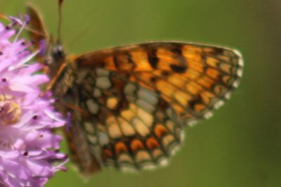 <i>Melitaea celadussa</i>