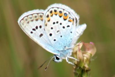 <i>Plebejus argus</i>