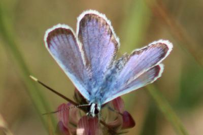 <i>Plebejus argus</i>