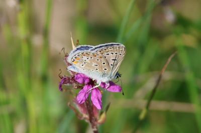<i>Polyommatus icarus</i>