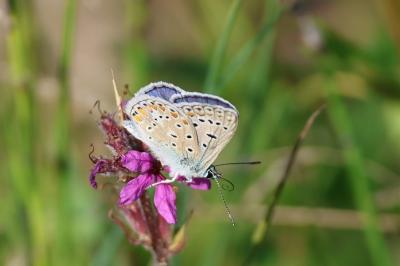<i>Polyommatus icarus</i>