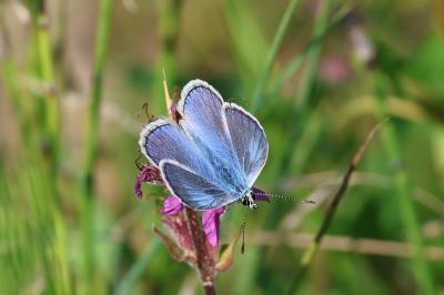 <i>Polyommatus icarus</i>
