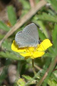 <i>Cupido minimus</i>
