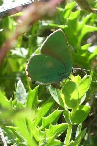 <i>Callophrys rubi</i>