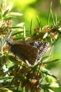 <i>Erynnis tages</i>