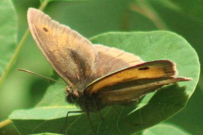 <i>Maniola jurtina</i>