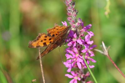 <i>Polygonia c-album</i>