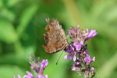 <i>Polygonia c-album</i>