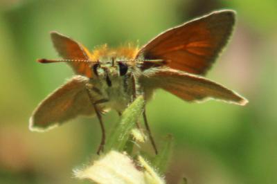 <i>Thymelicus sylvestris</i>